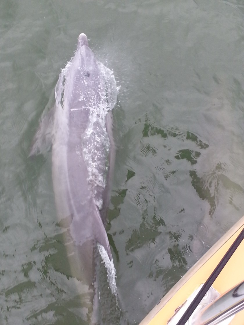 Dolphin