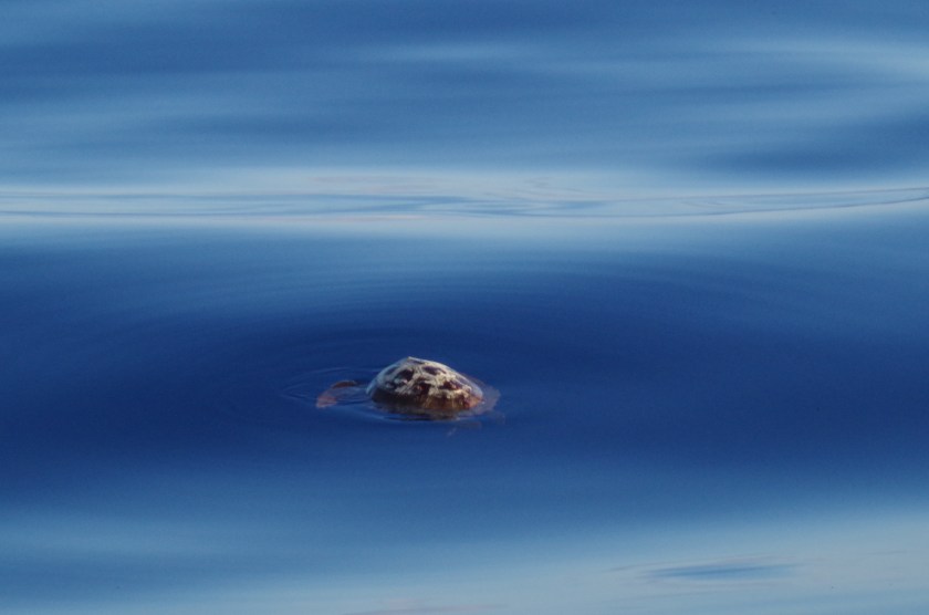 A Mid Atlantic Turtle