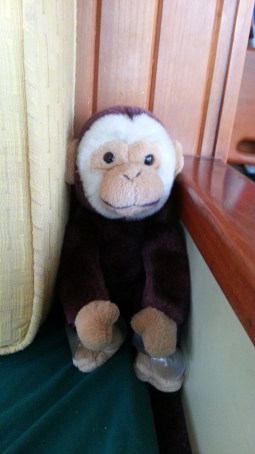 Monkey Son Was Not Worried