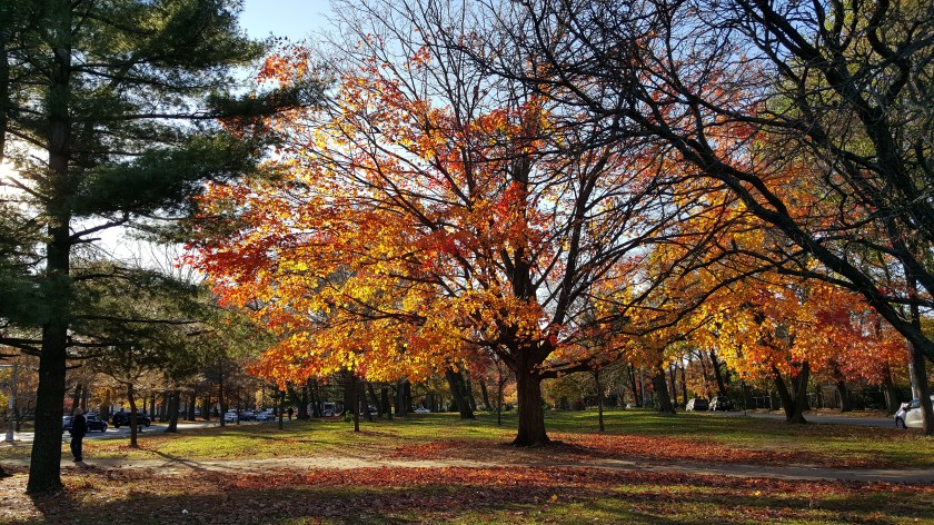 Autumn along Pelham Parkway in the Bronx, NY