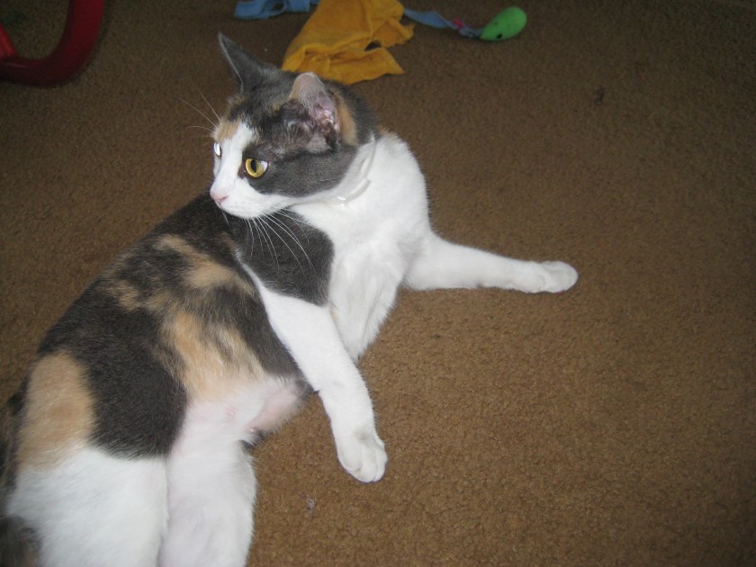 Yum Yum. The smartest cat I have ever know.