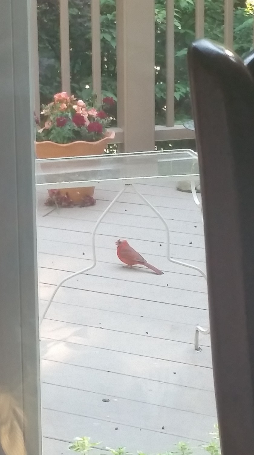 A Cardinal coming for breakfast