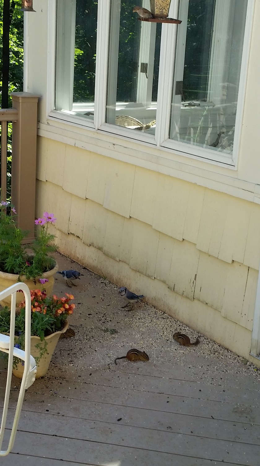 Each morning I watch the feeding frenzy of Blue Jays, Cardinals, squirrels and chipmunks.